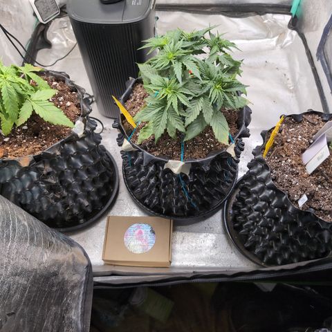 Agnes - Afgooey, (The Seed Fair), 28%, 30/70, (71d/74d/7-9w)459w/ growlog timeline photo