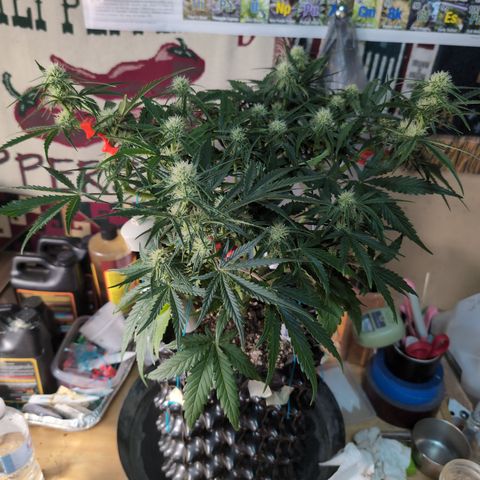 Agnes - Afgooey, (The Seed Fair), 28%, 30/70, (71d/74d/7-9w)459w/ growlog timeline photo