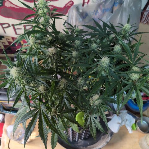 Agnes - Afgooey, (The Seed Fair), 28%, 30/70, (71d/74d/7-9w)459w/ growlog timeline photo