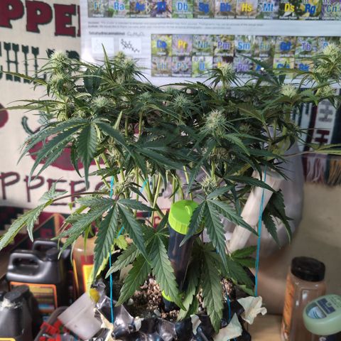 Agnes - Afgooey, (The Seed Fair), 28%, 30/70, (71d/74d/7-9w)459w/ growlog timeline photo