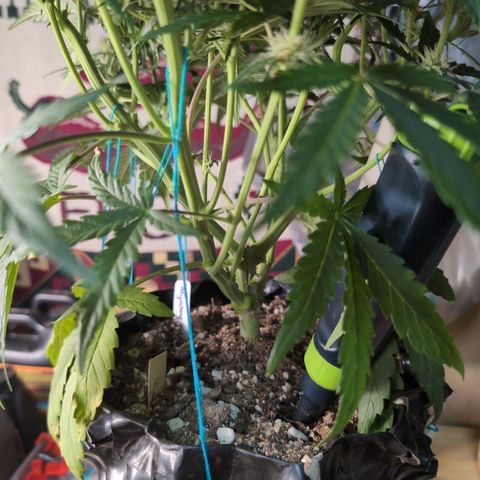 Agnes - Afgooey, (The Seed Fair), 28%, 30/70, (71d/74d/7-9w)459w/ growlog timeline photo