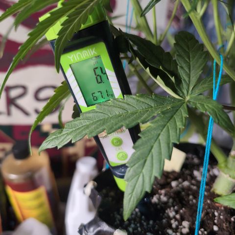 Agnes - Afgooey, (The Seed Fair), 28%, 30/70, (71d/74d/7-9w)459w/ growlog timeline photo