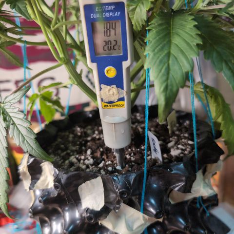 Agnes - Afgooey, (The Seed Fair), 28%, 30/70, (71d/74d/7-9w)459w/ growlog timeline photo