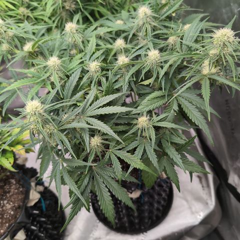 Agnes - Afgooey, (The Seed Fair), 28%, 30/70, (71d/74d/7-9w)459w/ growlog timeline photo