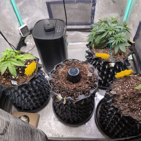 Agnes - Afgooey, (The Seed Fair), 28%, 30/70, (71d/74d/7-9w)459w/ growlog timeline photo