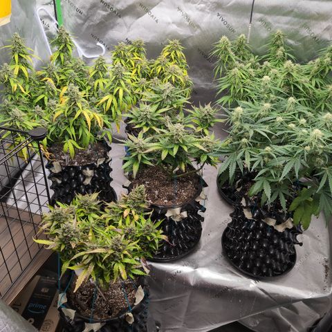 Agnes - Afgooey, (The Seed Fair), 28%, 30/70, (71d/74d/7-9w)459w/ growlog timeline photo