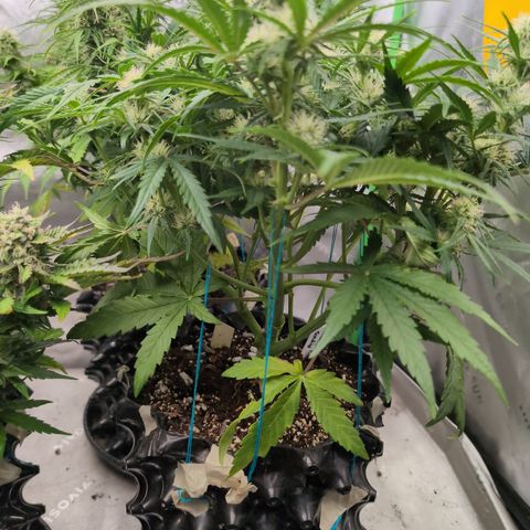 Agnes - Afgooey, (The Seed Fair), 28%, 30/70, (71d/74d/7-9w)459w/ growlog timeline photo