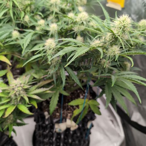Agnes - Afgooey, (The Seed Fair), 28%, 30/70, (71d/74d/7-9w)459w/ growlog timeline photo