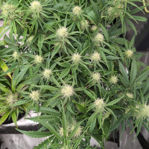 Agnes - Afgooey, (The Seed Fair), 28%, 30/70, (71d/74d/7-9w)459w/ growlog timeline photo