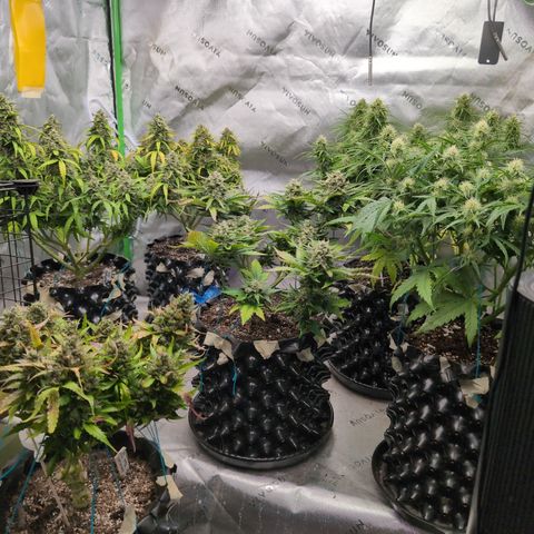 Agnes - Afgooey, (The Seed Fair), 28%, 30/70, (71d/74d/7-9w)459w/ growlog timeline photo