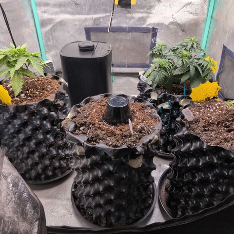 Agnes - Afgooey, (The Seed Fair), 28%, 30/70, (71d/74d/7-9w)459w/ growlog timeline photo