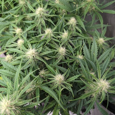 Agnes - Afgooey, (The Seed Fair), 28%, 30/70, (71d/74d/7-9w)459w/ growlog timeline photo
