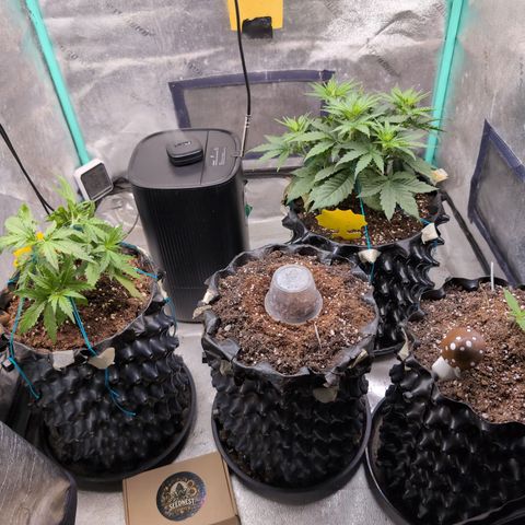 Agnes - Afgooey, (The Seed Fair), 28%, 30/70, (71d/74d/7-9w)459w/ growlog timeline photo