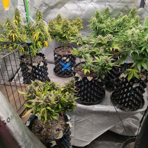 Agnes - Afgooey, (The Seed Fair), 28%, 30/70, (71d/74d/7-9w)459w/ growlog timeline photo