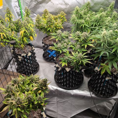Agnes - Afgooey, (The Seed Fair), 28%, 30/70, (71d/74d/7-9w)459w/ growlog timeline photo