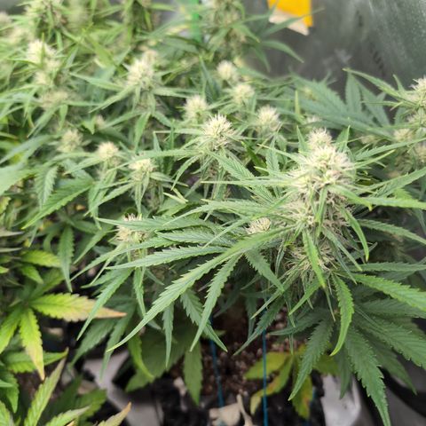 Agnes - Afgooey, (The Seed Fair), 28%, 30/70, (71d/74d/7-9w)459w/ growlog timeline photo