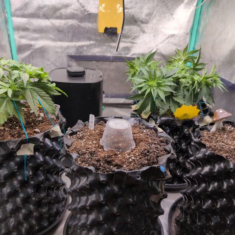 Agnes - Afgooey, (The Seed Fair), 28%, 30/70, (71d/74d/7-9w)459w/ growlog timeline photo