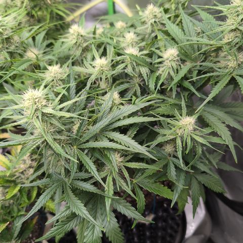 Agnes - Afgooey, (The Seed Fair), 28%, 30/70, (71d/74d/7-9w)459w/ growlog timeline photo