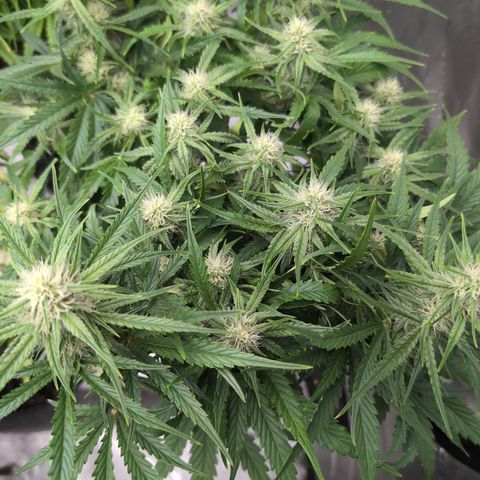 Agnes - Afgooey, (The Seed Fair), 28%, 30/70, (71d/74d/7-9w)459w/ growlog timeline photo