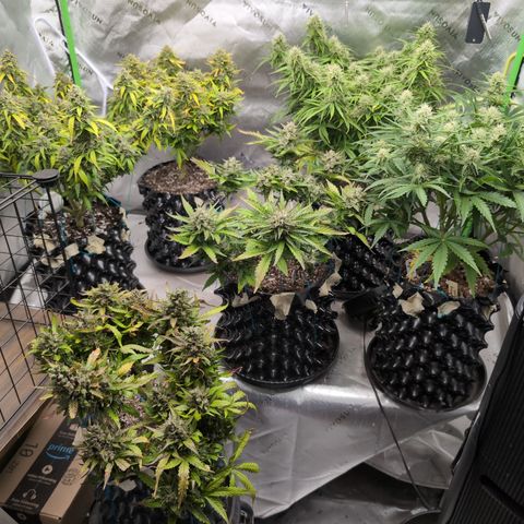 Agnes - Afgooey, (The Seed Fair), 28%, 30/70, (71d/74d/7-9w)459w/ growlog timeline photo