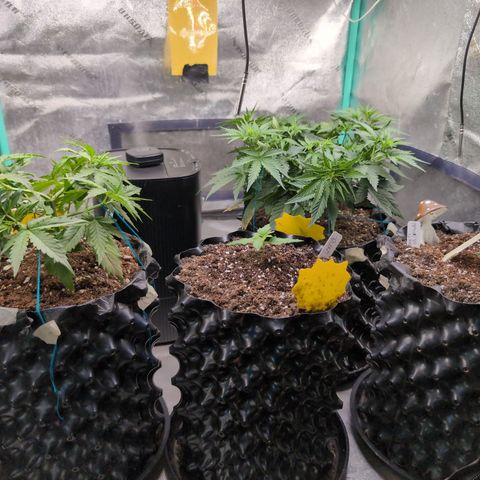 Agnes - Afgooey, (The Seed Fair), 28%, 30/70, (71d/74d/7-9w)459w/ growlog timeline photo