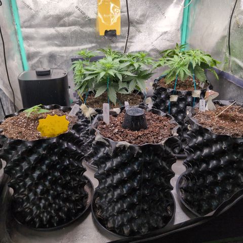Agnes - Afgooey, (The Seed Fair), 28%, 30/70, (71d/74d/7-9w)459w/ growlog timeline photo