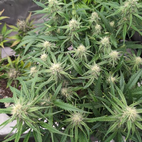 Agnes - Afgooey, (The Seed Fair), 28%, 30/70, (71d/74d/7-9w)459w/ growlog timeline photo
