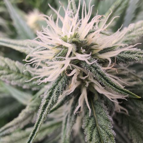 Agnes - Afgooey, (The Seed Fair), 28%, 30/70, (71d/74d/7-9w)459w/ growlog timeline photo