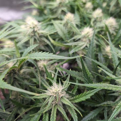 Agnes - Afgooey, (The Seed Fair), 28%, 30/70, (71d/74d/7-9w)459w/ growlog timeline photo