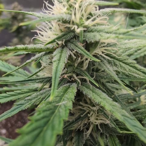 Agnes - Afgooey, (The Seed Fair), 28%, 30/70, (71d/74d/7-9w)459w/ growlog timeline photo