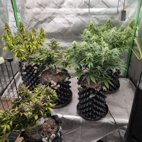Agnes - Afgooey, (The Seed Fair), 28%, 30/70, (71d/74d/7-9w)459w/ growlog timeline photo