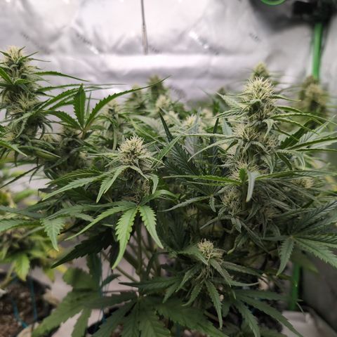 Agnes - Afgooey, (The Seed Fair), 28%, 30/70, (71d/74d/7-9w)459w/ growlog timeline photo
