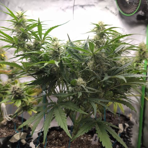 Agnes - Afgooey, (The Seed Fair), 28%, 30/70, (71d/74d/7-9w)459w/ growlog timeline photo