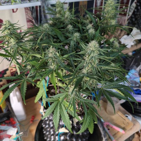 Agnes - Afgooey, (The Seed Fair), 28%, 30/70, (71d/74d/7-9w)459w/ growlog timeline photo