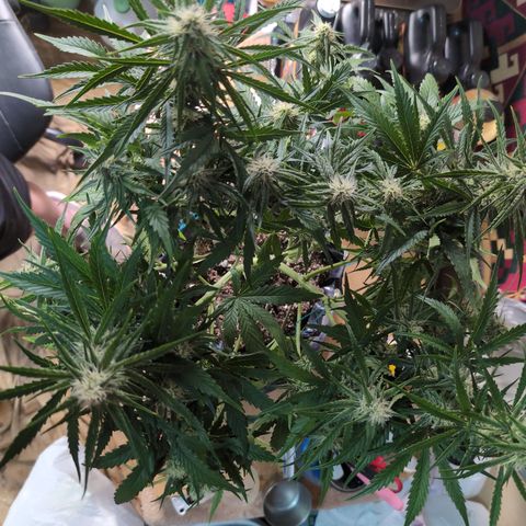 Agnes - Afgooey, (The Seed Fair), 28%, 30/70, (71d/74d/7-9w)459w/ growlog timeline photo