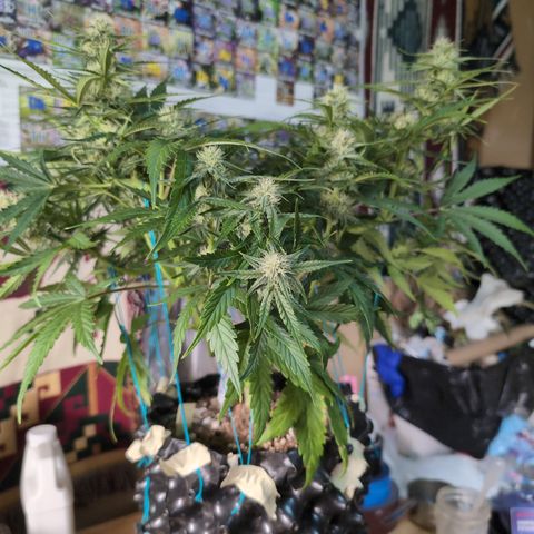 Agnes - Afgooey, (The Seed Fair), 28%, 30/70, (71d/74d/7-9w)459w/ growlog timeline photo