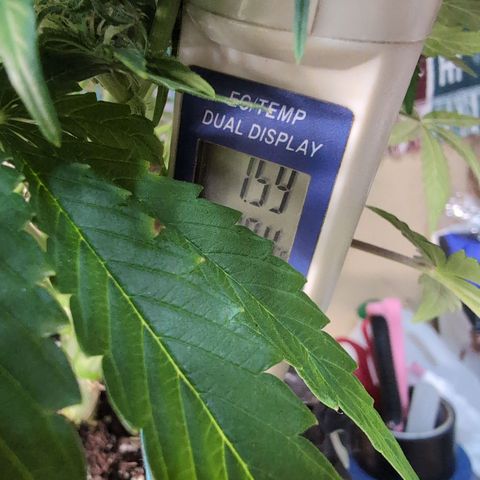 Agnes - Afgooey, (The Seed Fair), 28%, 30/70, (71d/74d/7-9w)459w/ growlog timeline photo