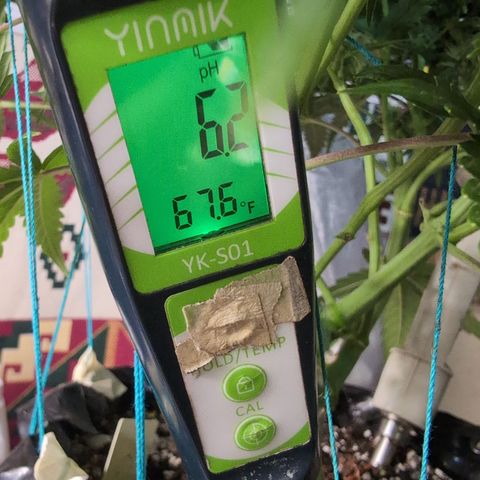 Agnes - Afgooey, (The Seed Fair), 28%, 30/70, (71d/74d/7-9w)459w/ growlog timeline photo