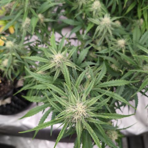 Agnes - Afgooey, (The Seed Fair), 28%, 30/70, (71d/74d/7-9w)459w/ growlog timeline photo