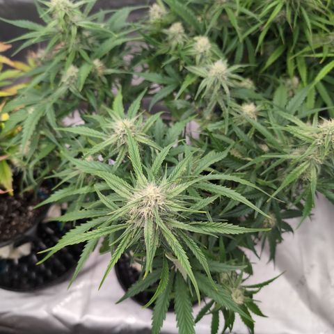 Agnes - Afgooey, (The Seed Fair), 28%, 30/70, (71d/74d/7-9w)459w/ growlog timeline photo