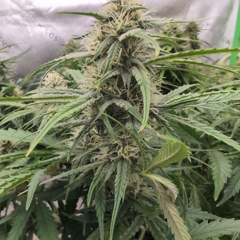Agnes - Afgooey, (The Seed Fair), 28%, 30/70, (71d/74d/7-9w)459w/ growlog timeline photo