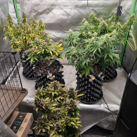 Agnes - Afgooey, (The Seed Fair), 28%, 30/70, (71d/74d/7-9w)459w/ growlog timeline photo