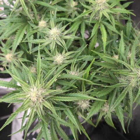 Agnes - Afgooey, (The Seed Fair), 28%, 30/70, (71d/74d/7-9w)459w/ growlog timeline photo