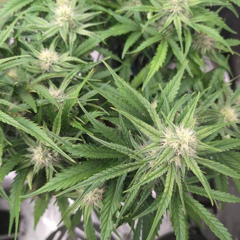 Agnes - Afgooey, (The Seed Fair), 28%, 30/70, (71d/74d/7-9w)459w/ growlog timeline photo