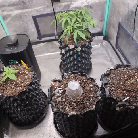 Agnes - Afgooey, (The Seed Fair), 28%, 30/70, (71d/74d/7-9w)459w/ growlog timeline photo