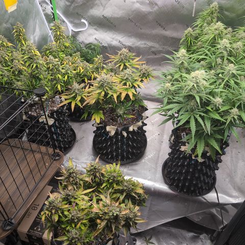 Agnes - Afgooey, (The Seed Fair), 28%, 30/70, (71d/74d/7-9w)459w/ growlog timeline photo