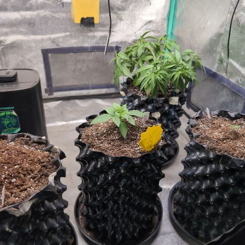 Agnes - Afgooey, (The Seed Fair), 28%, 30/70, (71d/74d/7-9w)459w/ growlog timeline photo