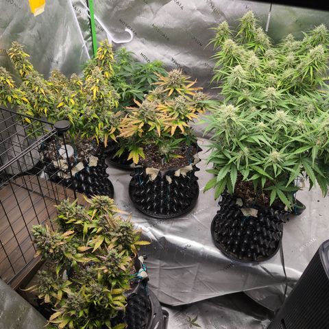 Agnes - Afgooey, (The Seed Fair), 28%, 30/70, (71d/74d/7-9w)459w/ growlog timeline photo