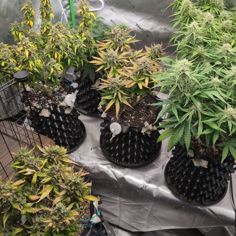 Agnes - Afgooey, (The Seed Fair), 28%, 30/70, (71d/74d/7-9w)459w/ growlog timeline photo