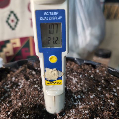 Agnes - Afgooey, (The Seed Fair), 28%, 30/70, (71d/74d/7-9w)459w/ growlog photo: For t the next DreamBean